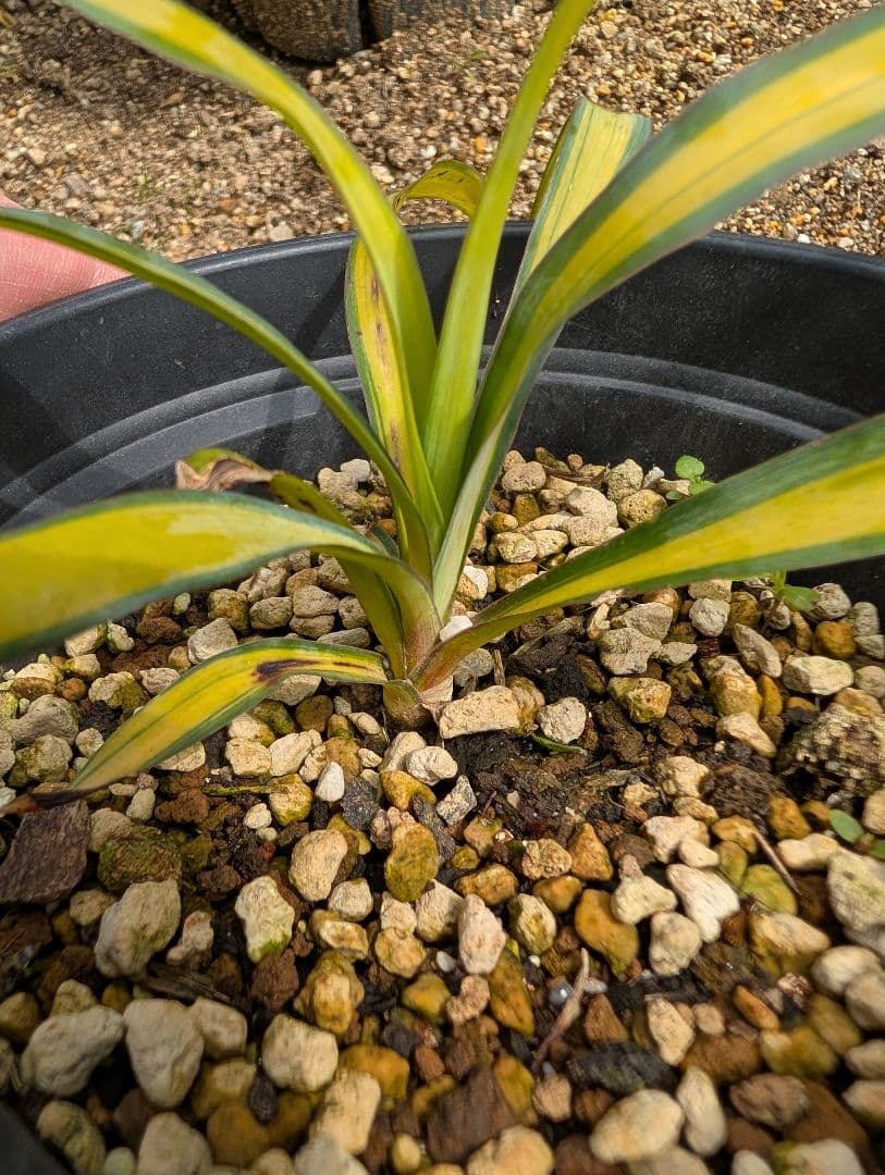 ユッカ プレミアムゴールド 子株 希少種