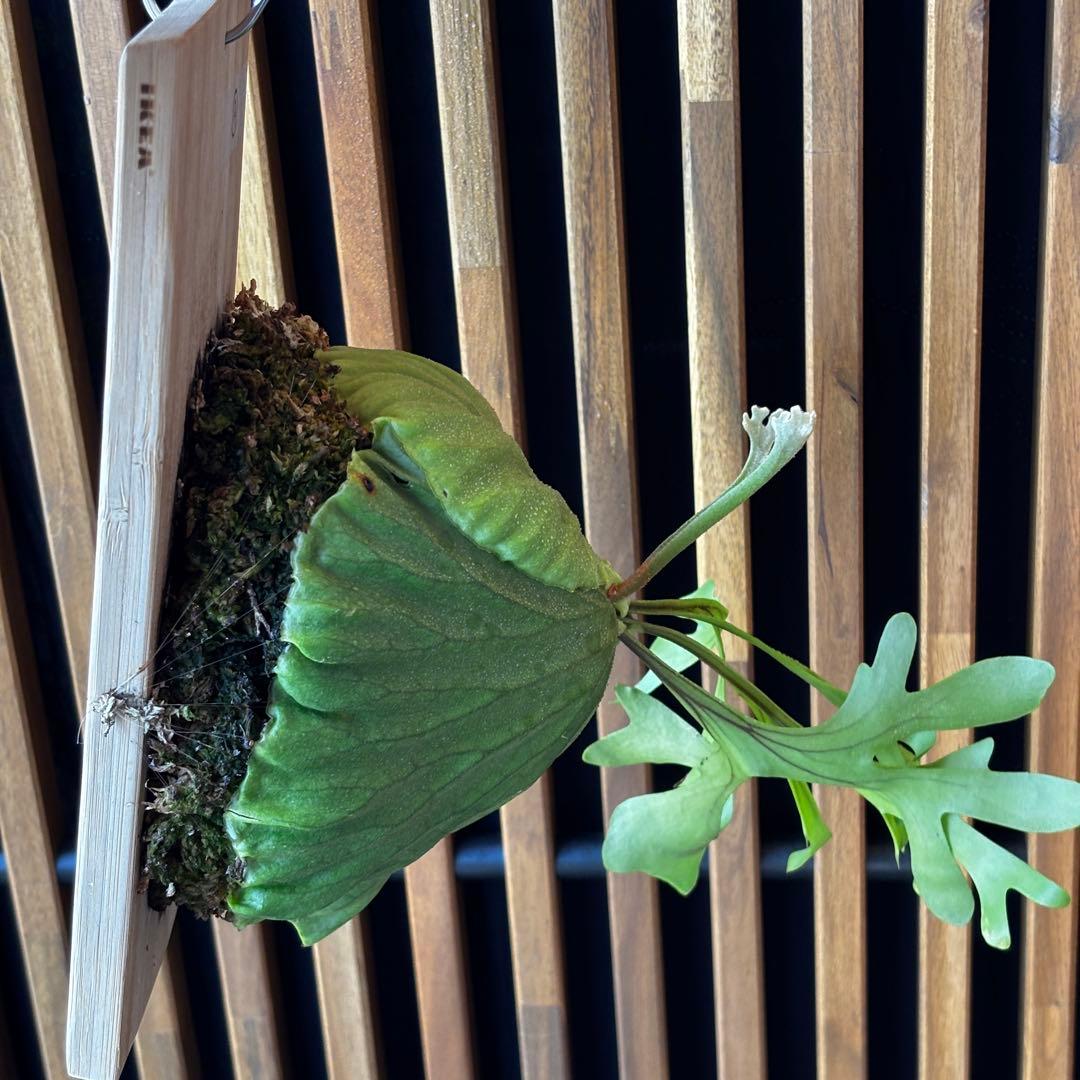 ⑨ ビカクシダ　リドレイ　板付け　3.5年物　胞子培養株