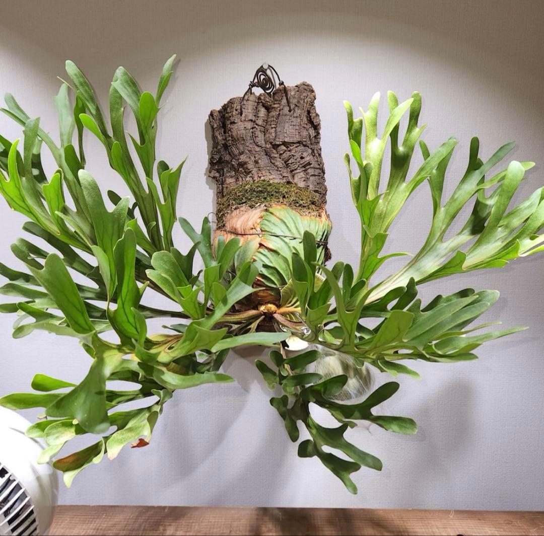 ⑨ ビカクシダ　リドレイ　板付け　3.5年物　胞子培養株