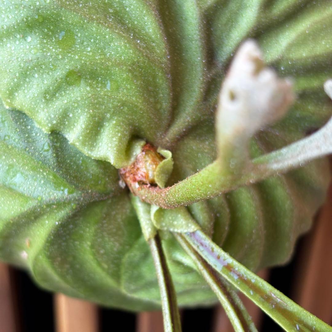 ⑨ ビカクシダ　リドレイ　板付け　3.5年物　胞子培養株