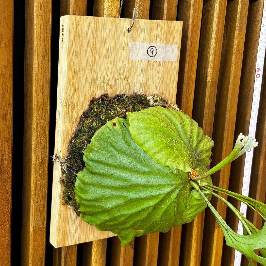 ⑨ ビカクシダ　リドレイ　板付け　3.5年物　胞子培養株