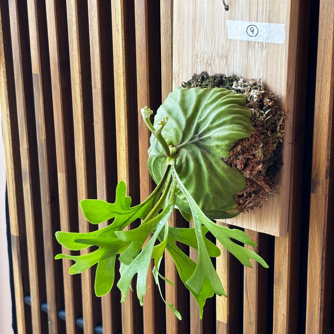 ⑨ ビカクシダ　リドレイ　板付け　3.5年物　胞子培養株