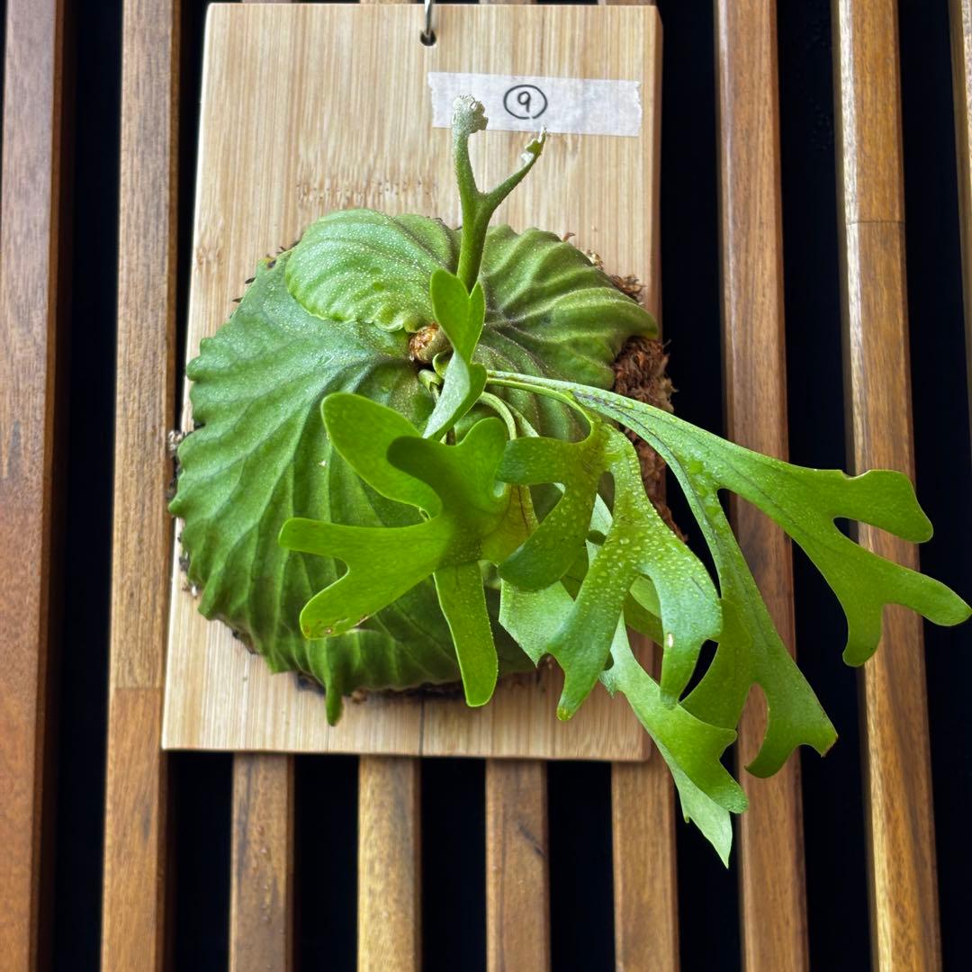 ⑨ ビカクシダ　リドレイ　板付け　3.5年物　胞子培養株