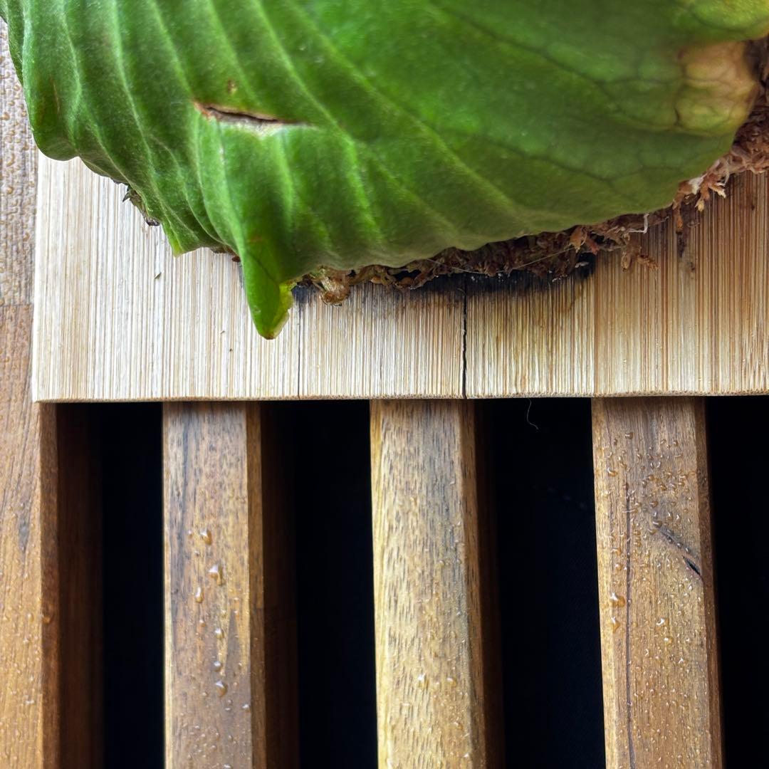 ⑨ ビカクシダ　リドレイ　板付け　3.5年物　胞子培養株