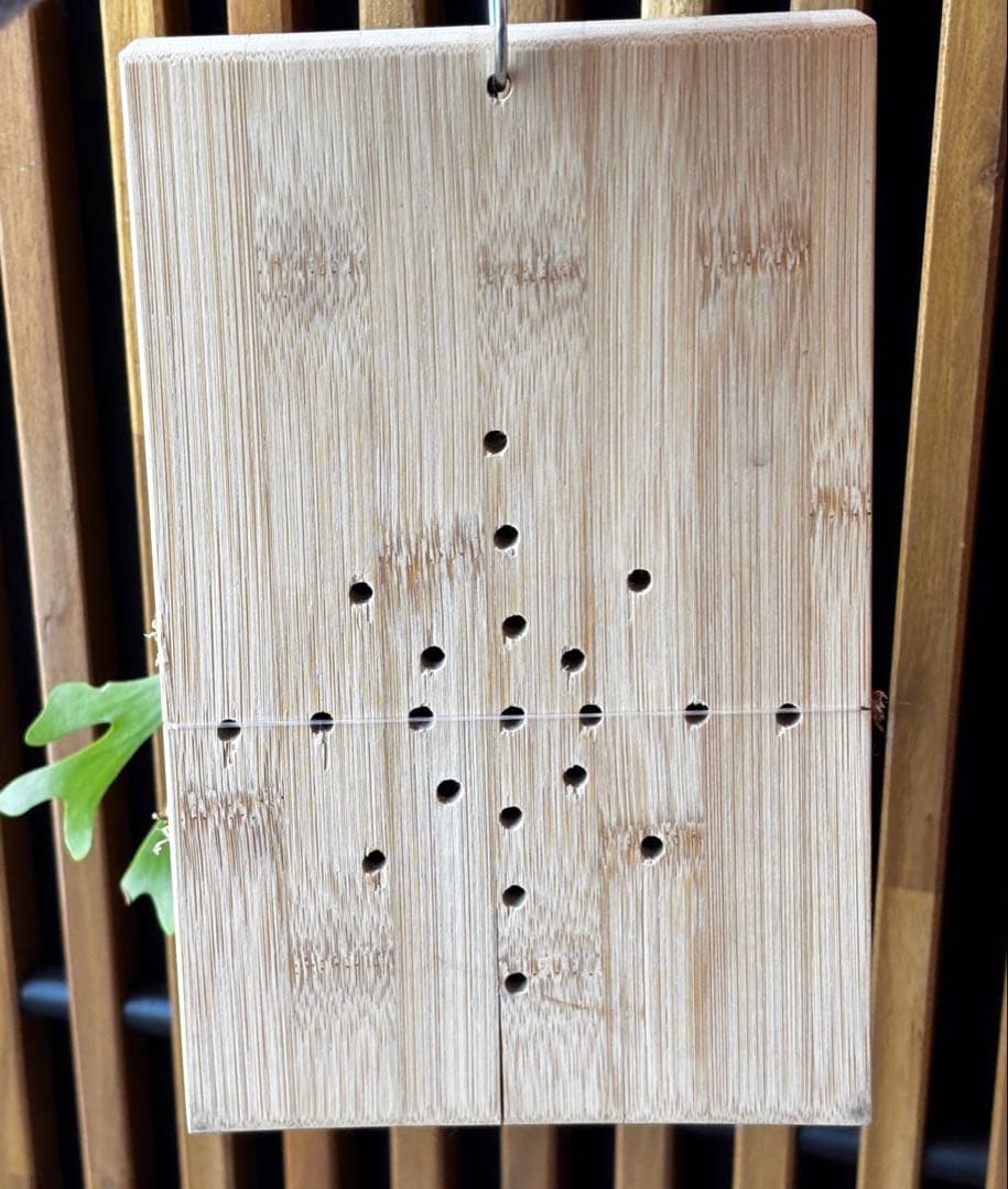 ⑨ ビカクシダ　リドレイ　板付け　3.5年物　胞子培養株