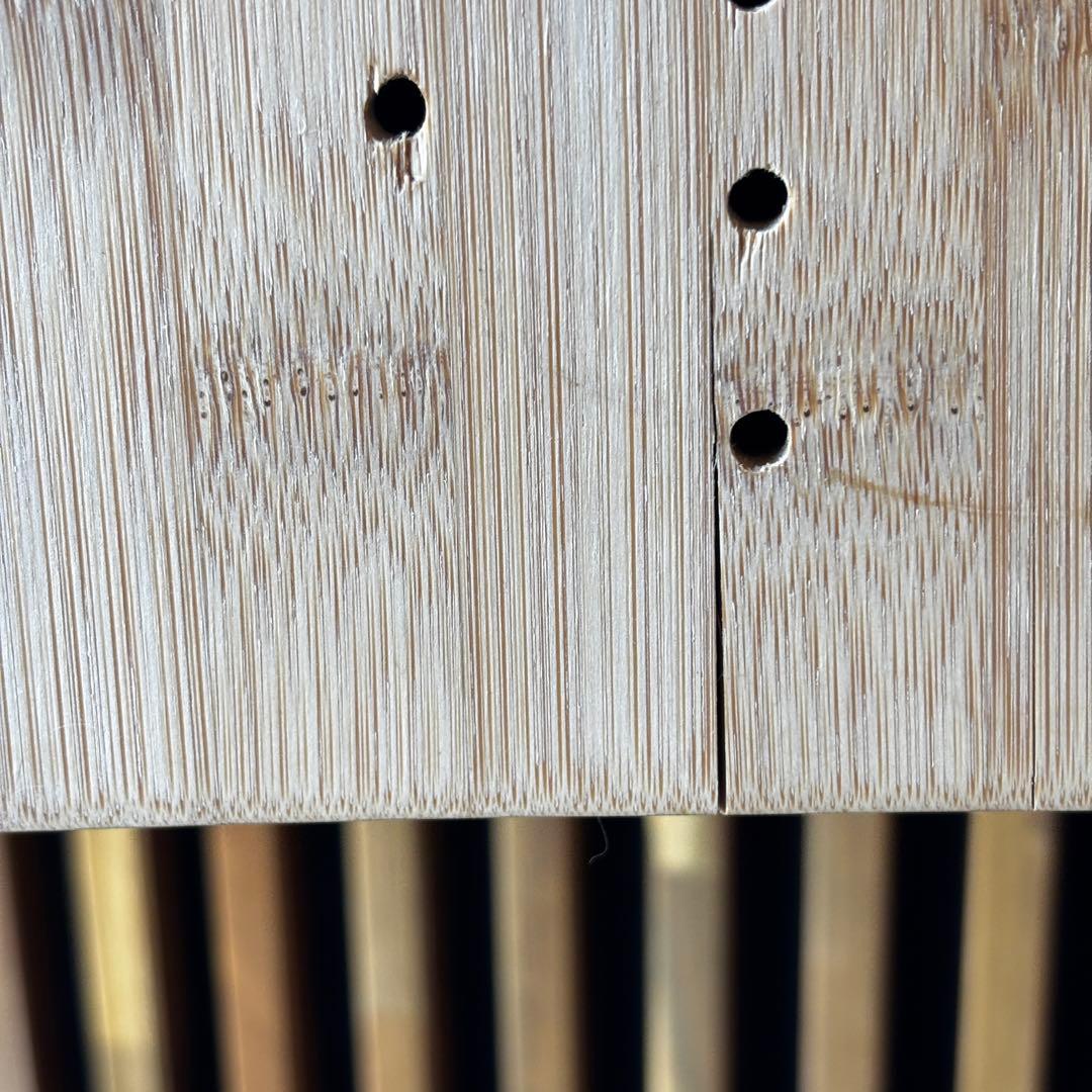 ⑨ ビカクシダ　リドレイ　板付け　3.5年物　胞子培養株