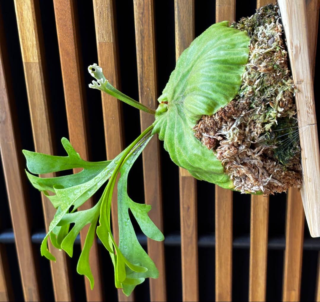 ⑨ ビカクシダ　リドレイ　板付け　3.5年物　胞子培養株