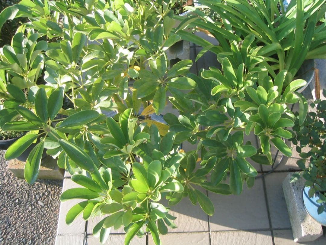 ☆動作OK Canon IXY320 PC1037 CFカード付き