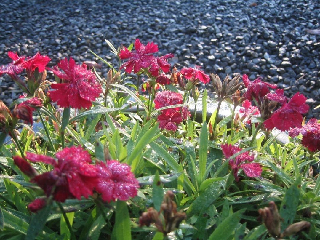 ☆動作OK Canon IXY320 PC1037 CFカード付き