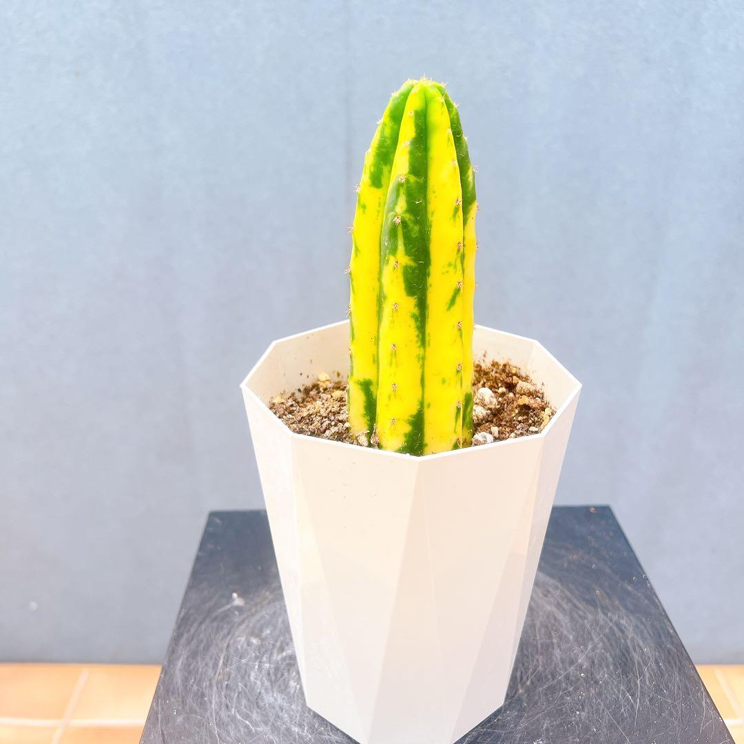 現品　サボテン　アンデスインディオ　サンペドロ錦　黄斑　多肉植物　ドライガーデン