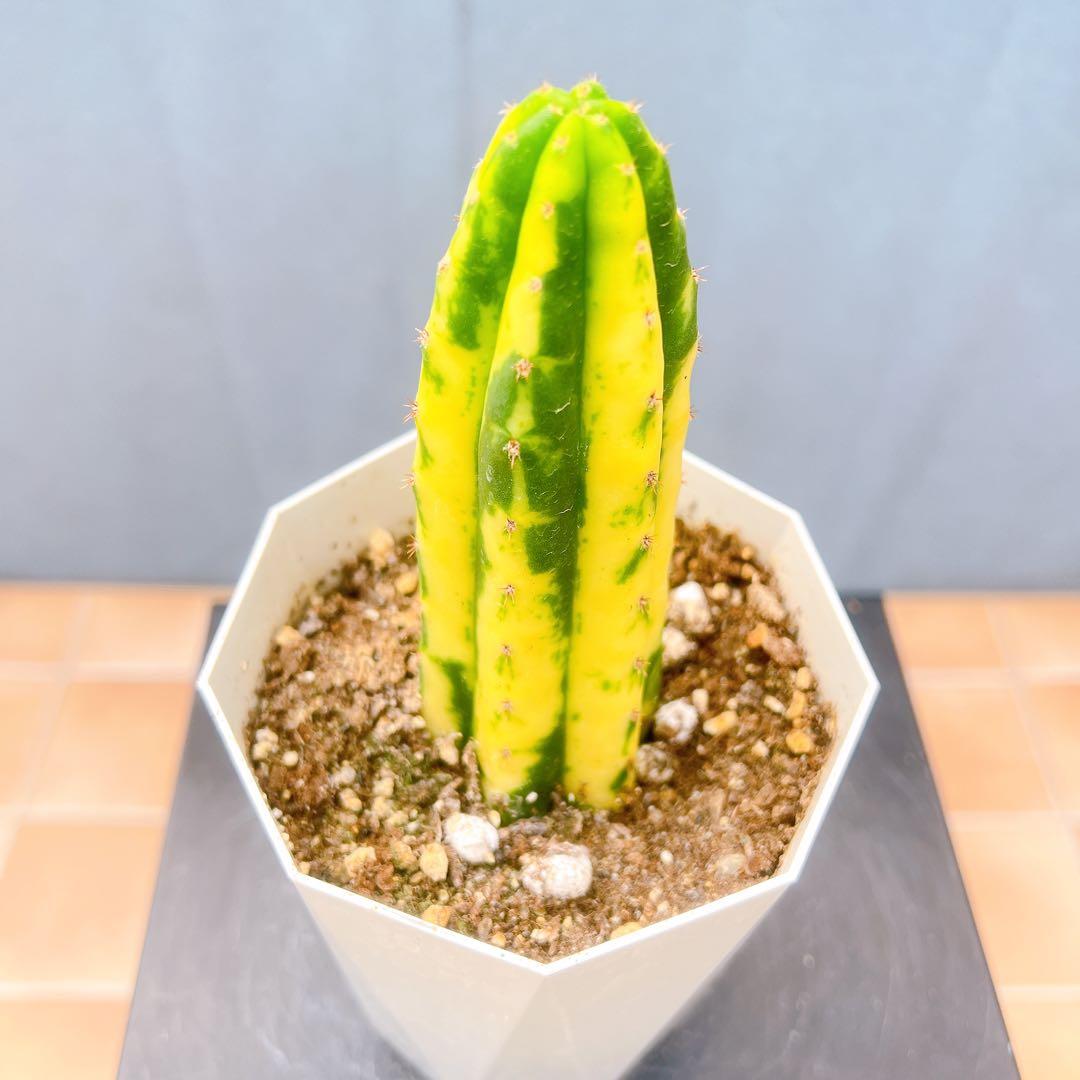 現品　サボテン　アンデスインディオ　サンペドロ錦　黄斑　多肉植物　ドライガーデン