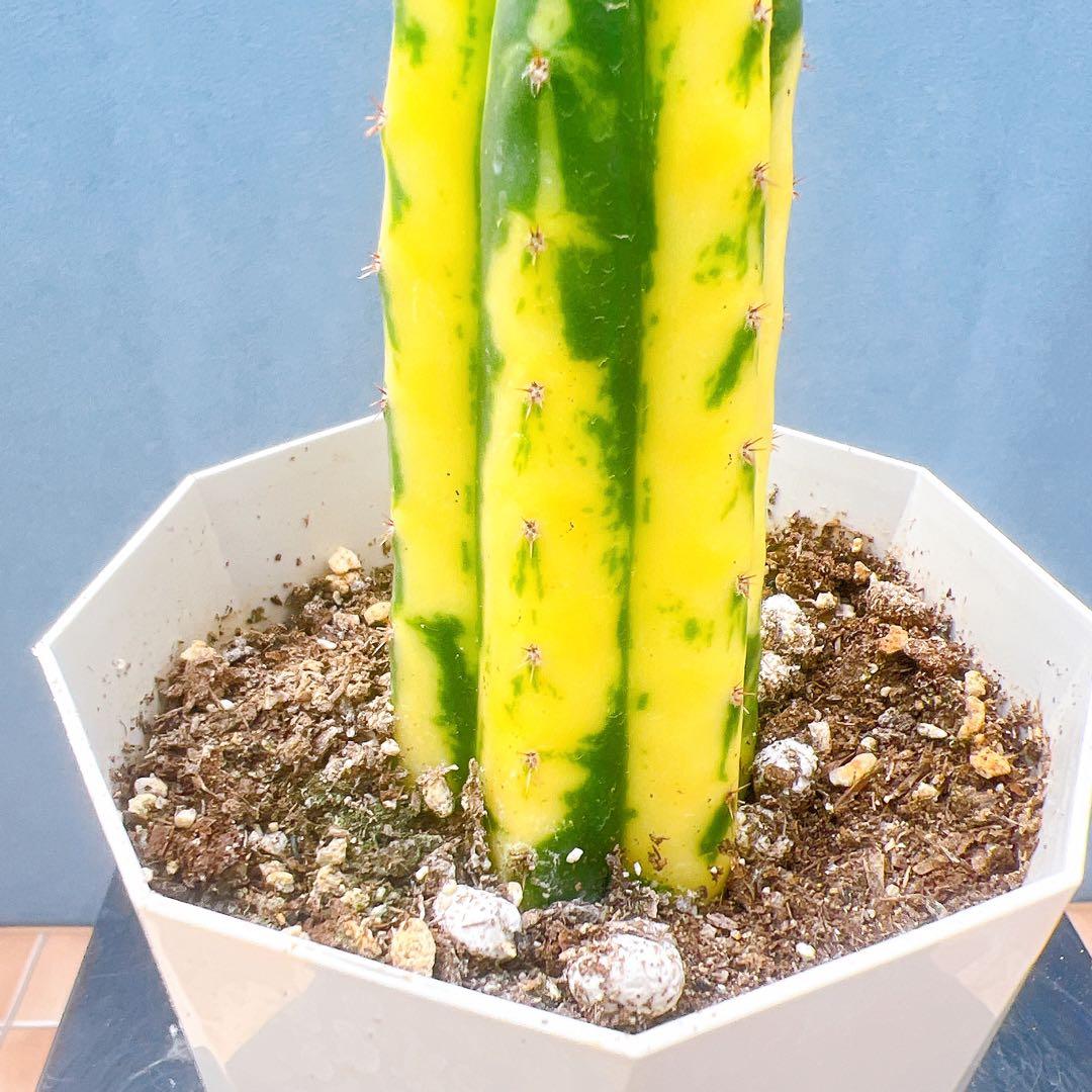 現品　サボテン　アンデスインディオ　サンペドロ錦　黄斑　多肉植物　ドライガーデン