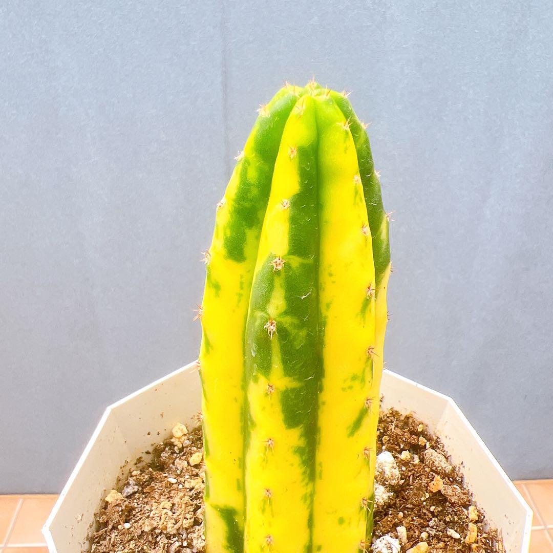 現品　サボテン　アンデスインディオ　サンペドロ錦　黄斑　多肉植物　ドライガーデン