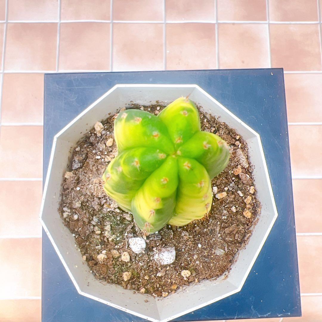 現品　サボテン　アンデスインディオ　サンペドロ錦　黄斑　多肉植物　ドライガーデン