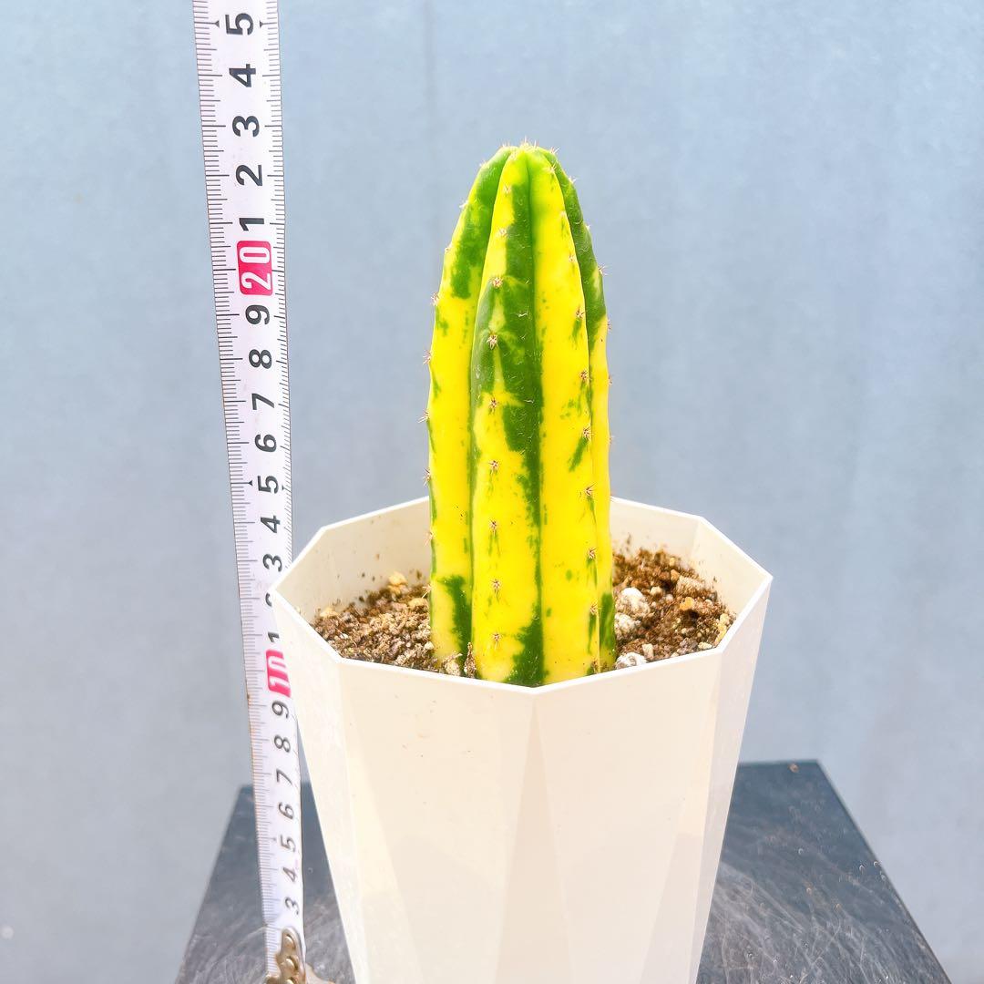 現品　サボテン　アンデスインディオ　サンペドロ錦　黄斑　多肉植物　ドライガーデン