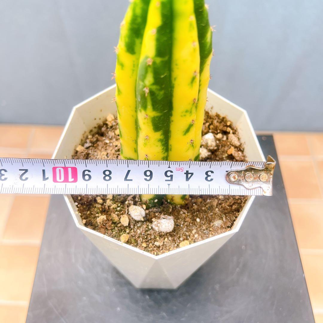 現品　サボテン　アンデスインディオ　サンペドロ錦　黄斑　多肉植物　ドライガーデン