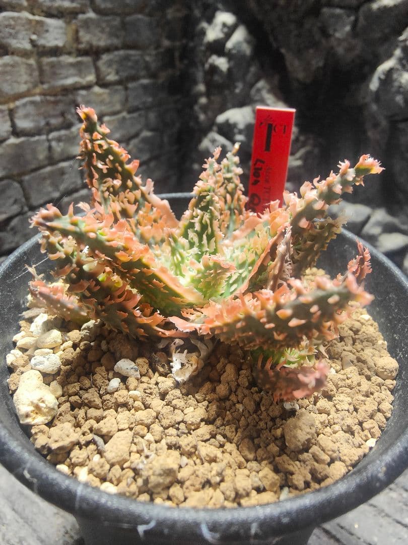 アロエ　TCTハイブリッド ライオンクイーン　赤札　J97