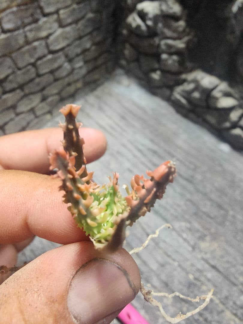 アロエ　TCTハイブリッド ライオンクイーン　赤札　J97