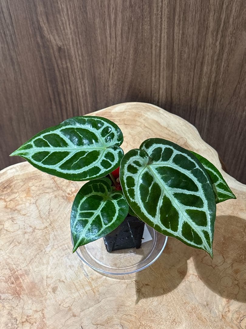 Anthurium Dorayaki Silver × Michelleドラヤキ