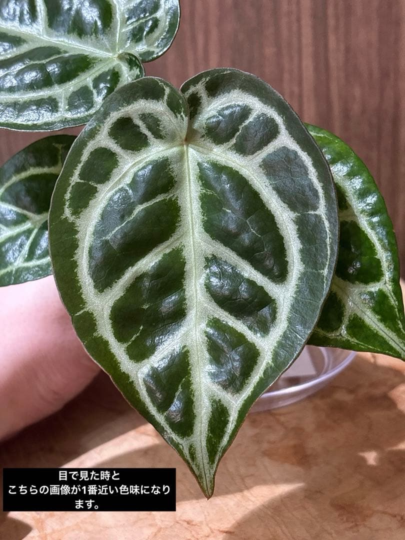 Anthurium Dorayaki Silver × Michelleドラヤキ