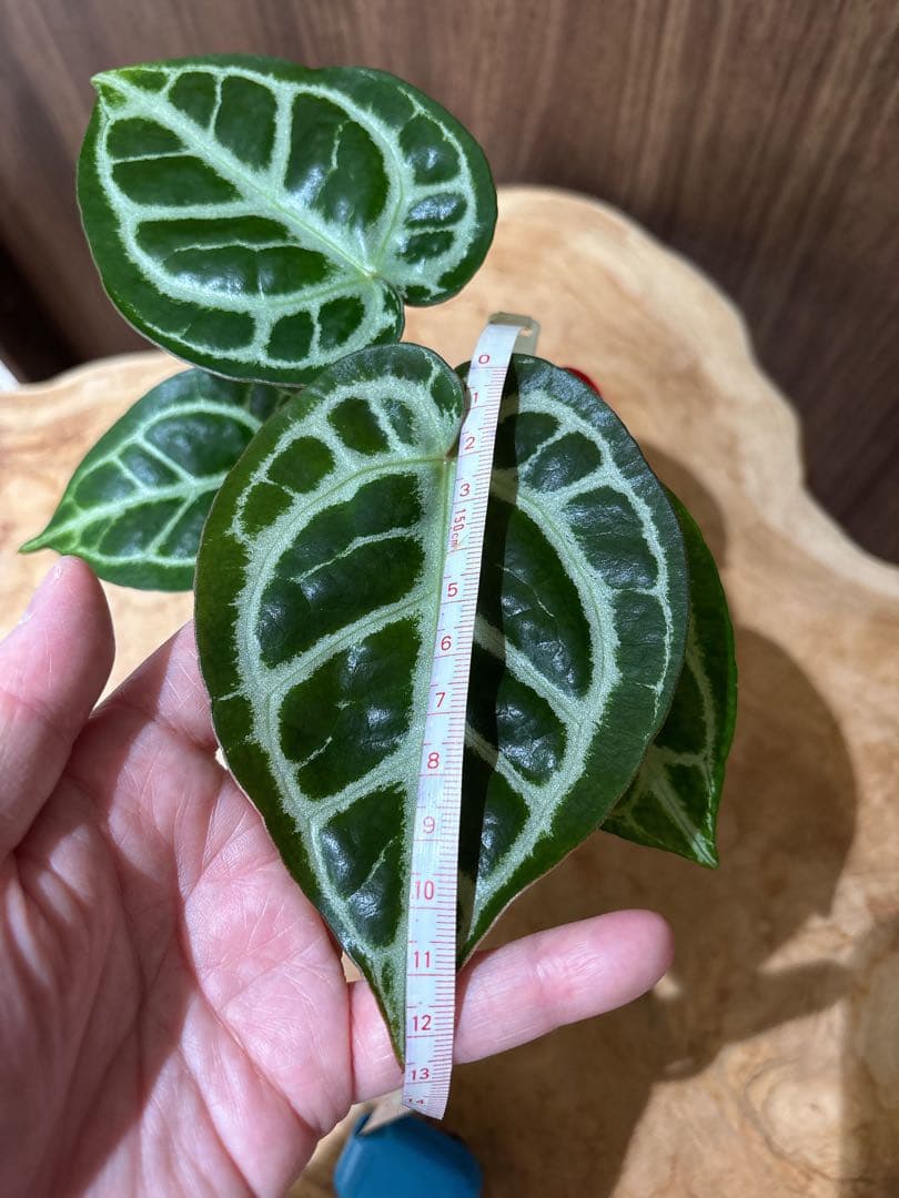 Anthurium Dorayaki Silver × Michelleドラヤキ