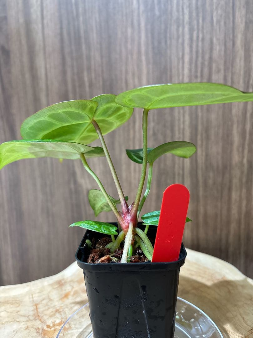 Anthurium Dorayaki Silver × Michelleドラヤキ