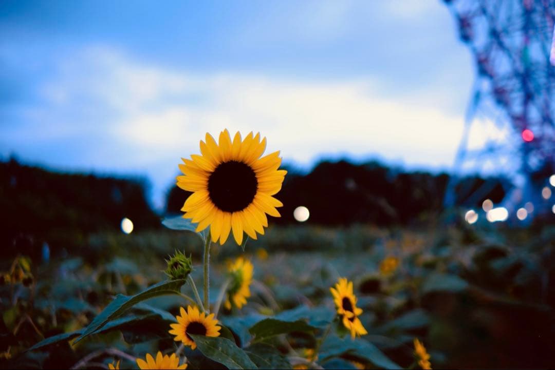 デジタルカメラ Fujifilm XF35mm F1.4