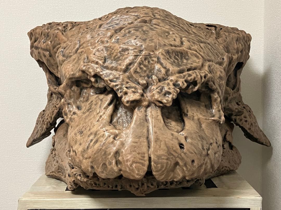 エウオプロケファルス　頭骨レプリカ