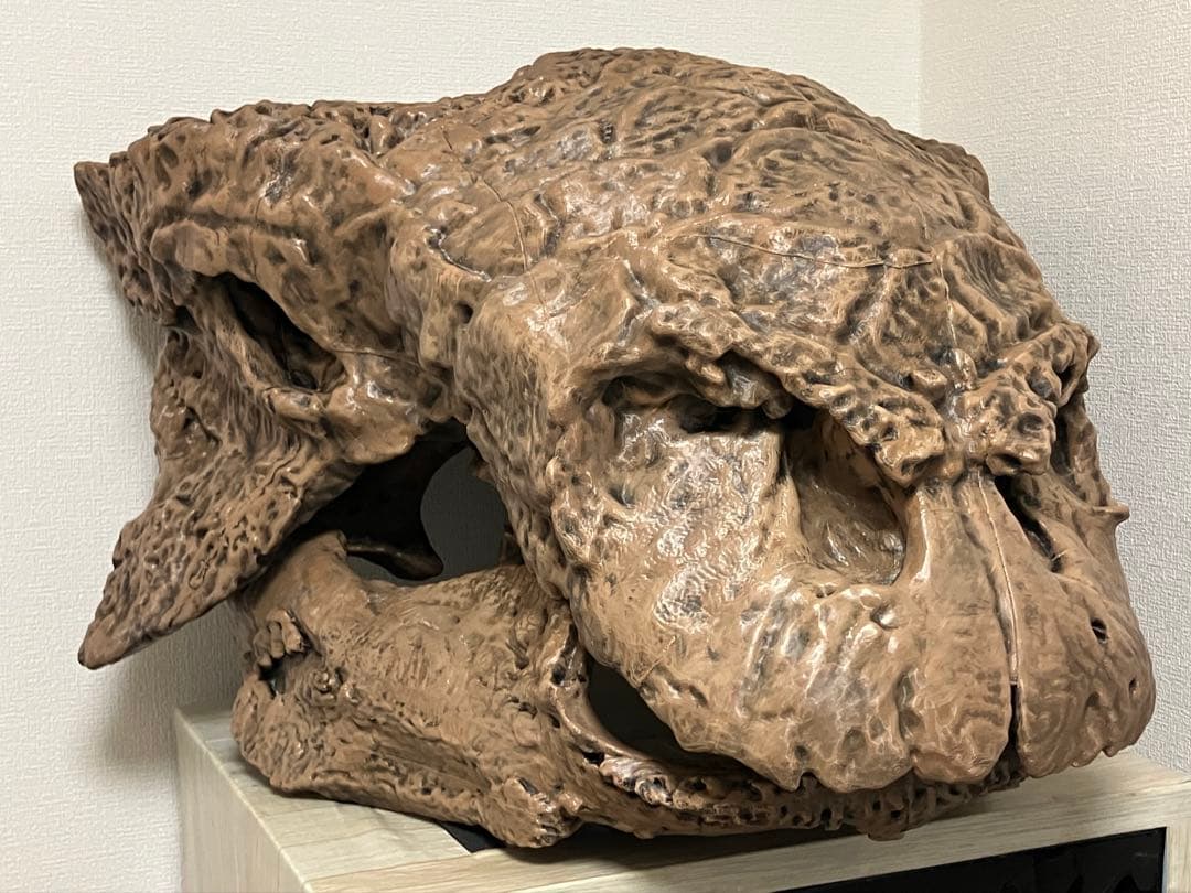 エウオプロケファルス　頭骨レプリカ