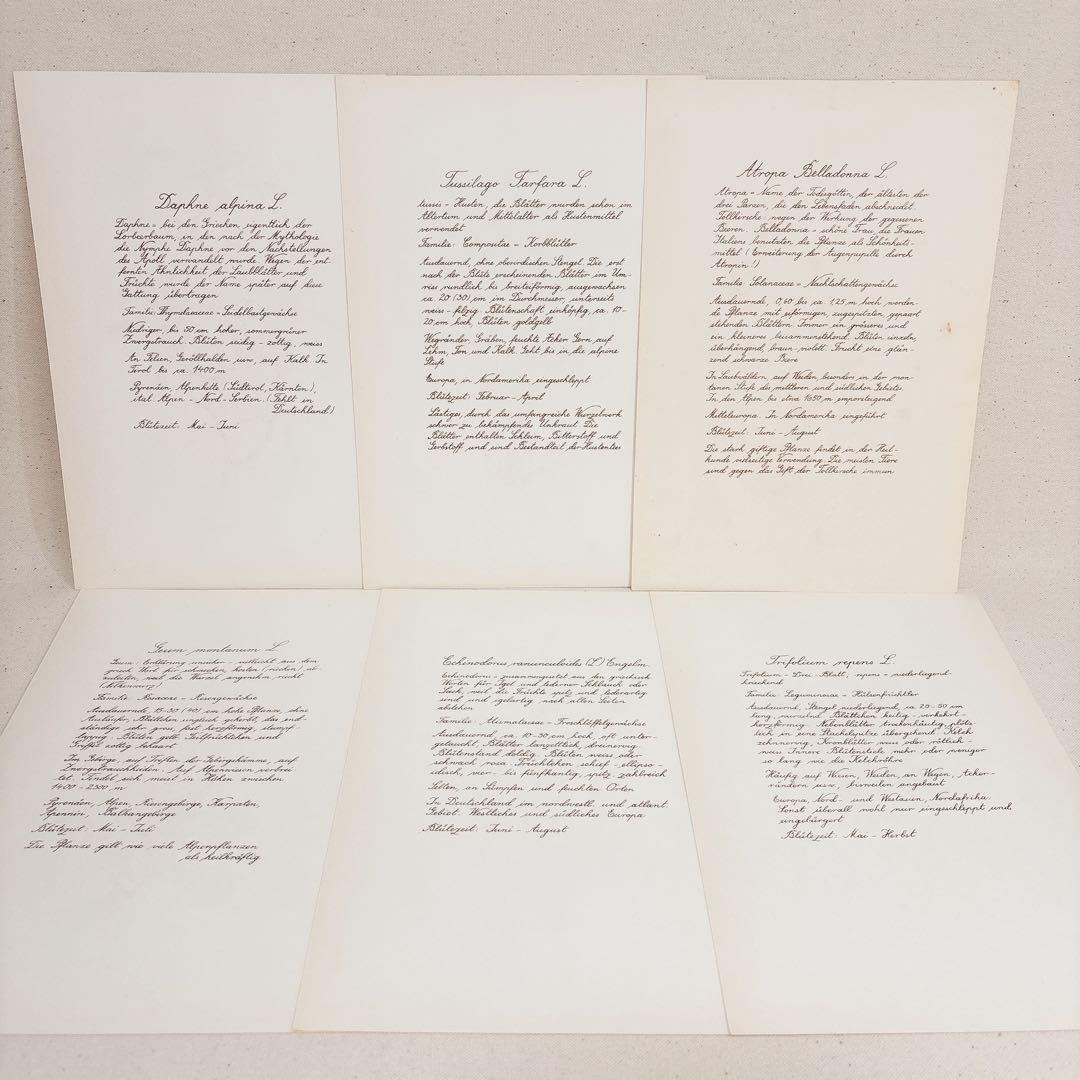 ⑥ 美しい植物画 15枚 1951年 BLUMEN Elsa Felsko