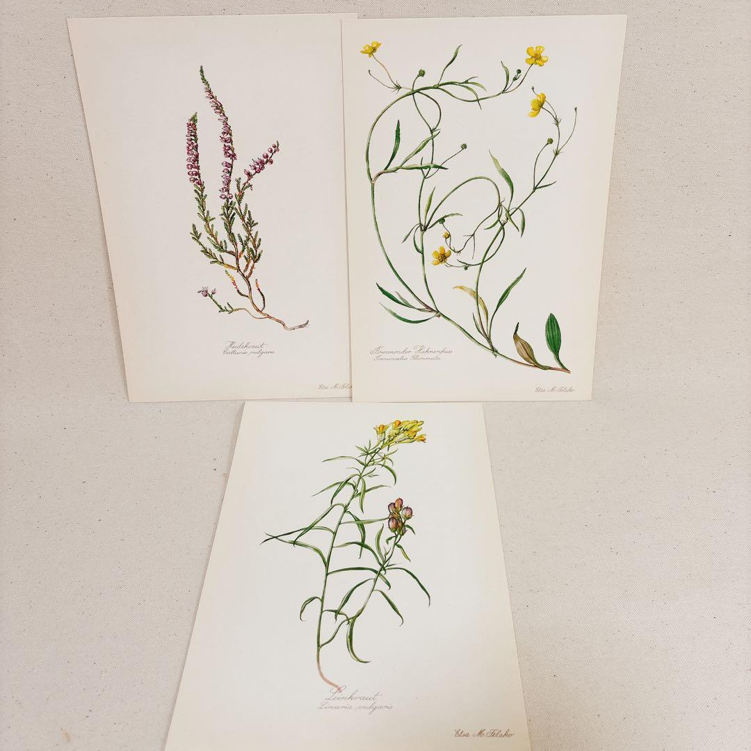 ⑥ 美しい植物画 15枚 1951年 BLUMEN Elsa Felsko