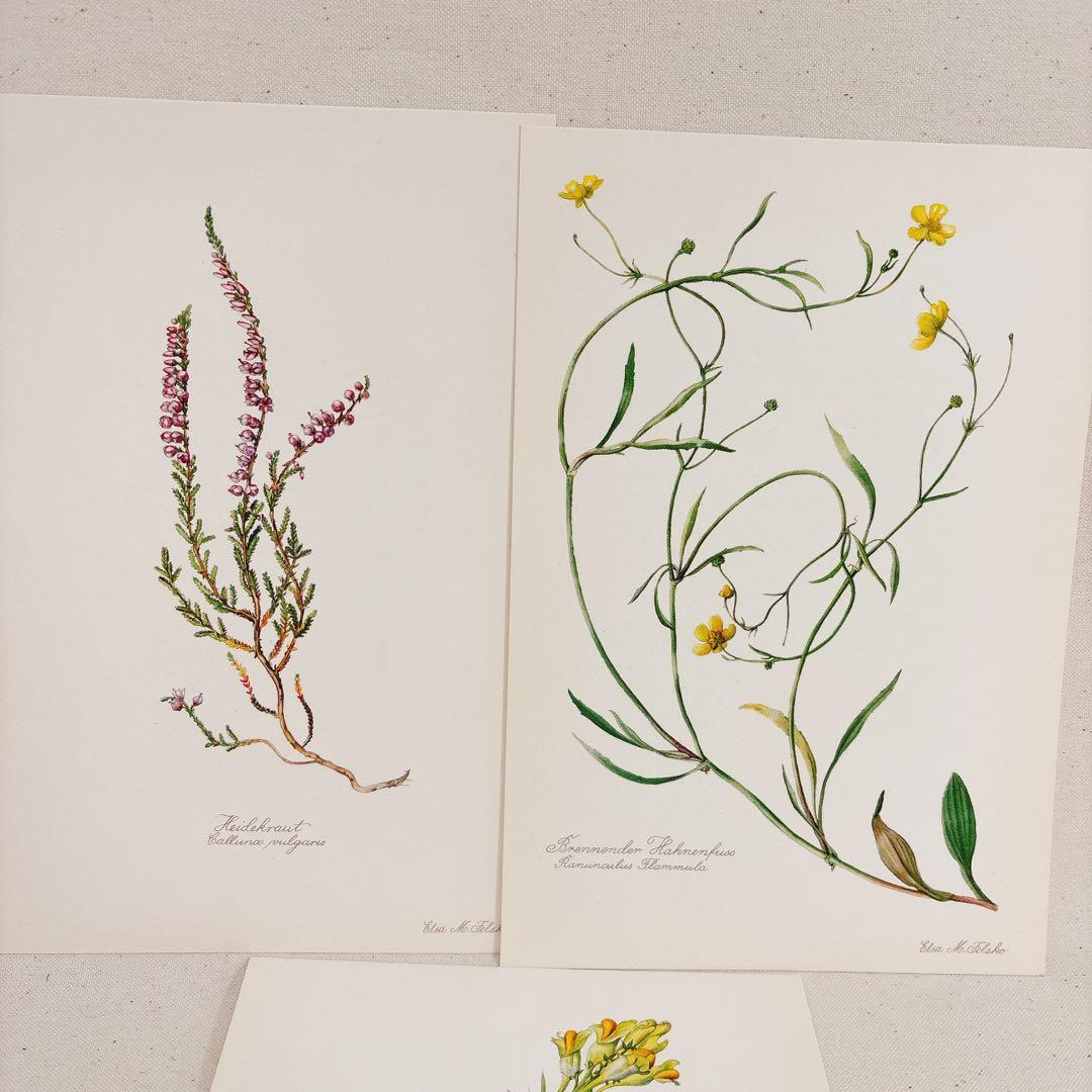 ⑥ 美しい植物画 15枚 1951年 BLUMEN Elsa Felsko