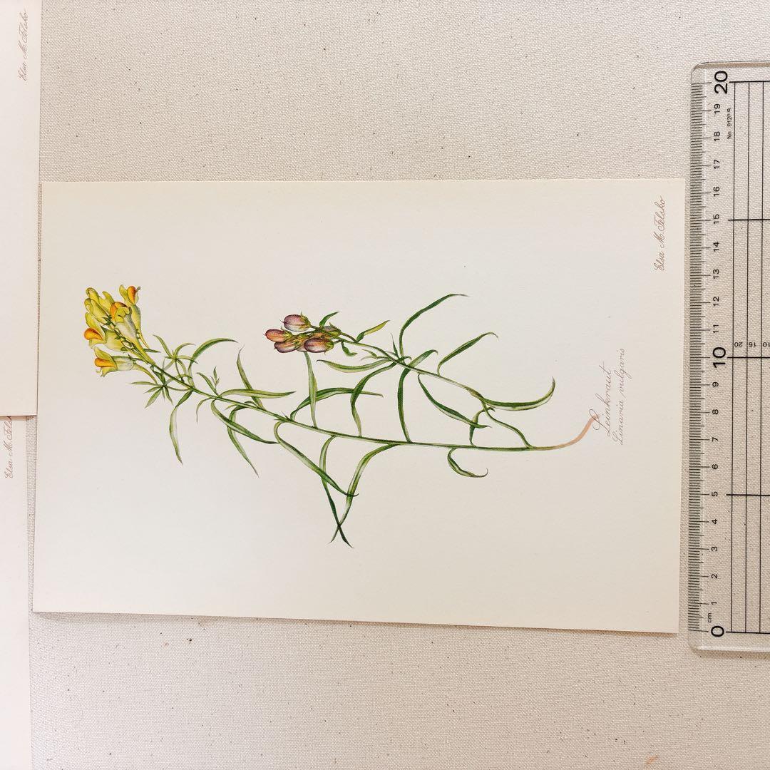 ⑥ 美しい植物画 15枚 1951年 BLUMEN Elsa Felsko