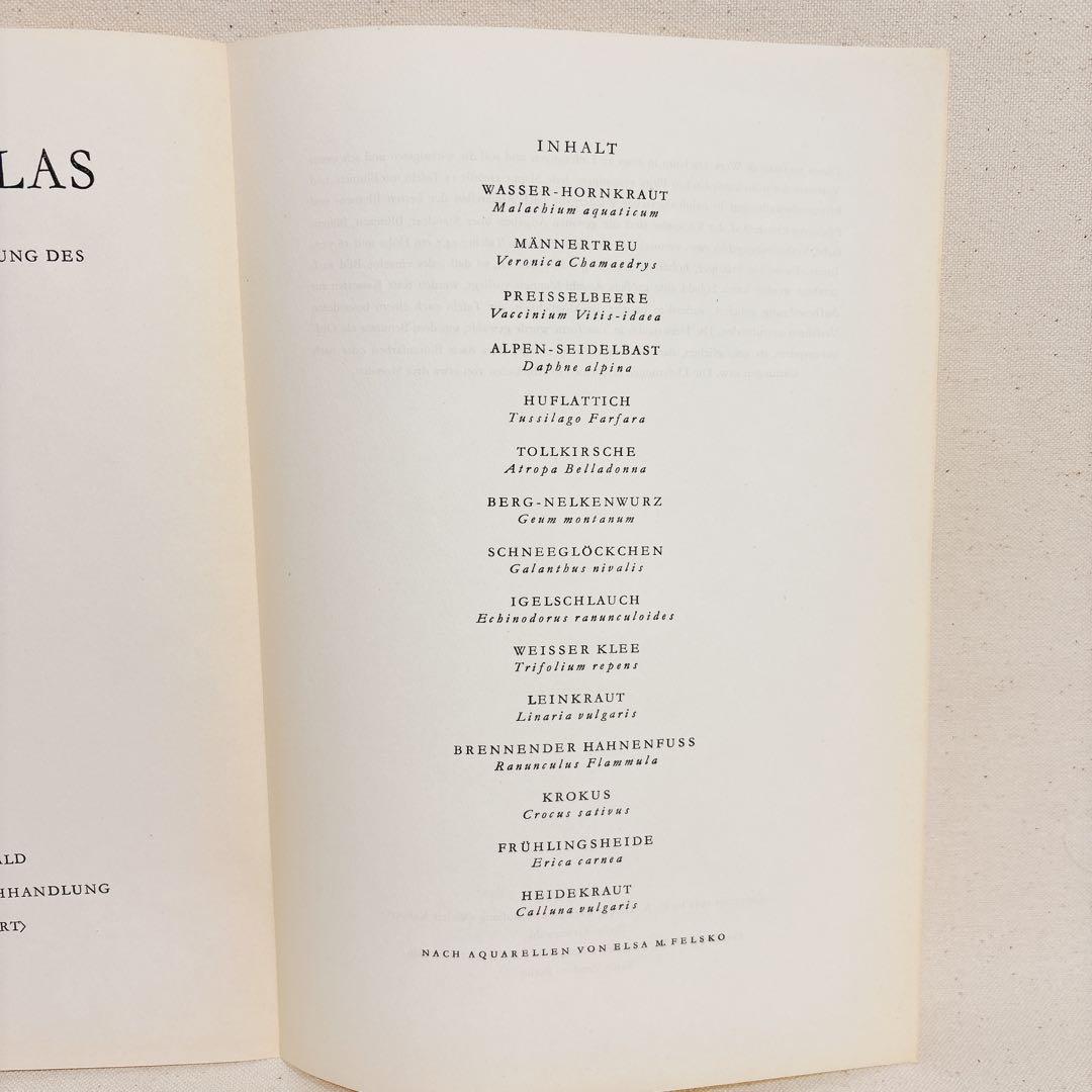⑥ 美しい植物画 15枚 1951年 BLUMEN Elsa Felsko
