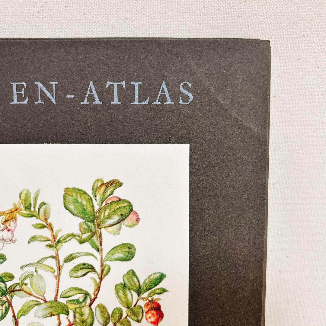 ⑥ 美しい植物画 15枚 1951年 BLUMEN Elsa Felsko