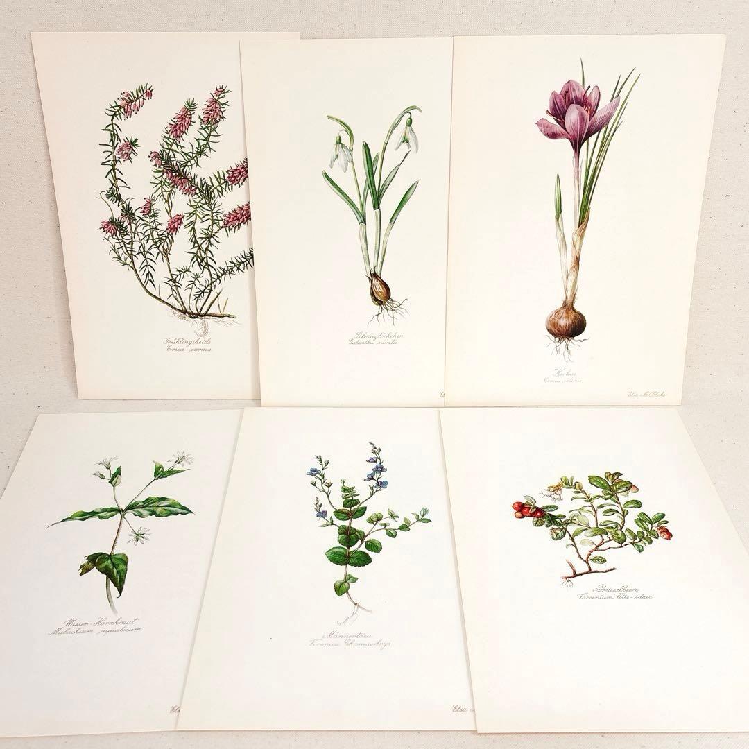 ⑥ 美しい植物画 15枚 1951年 BLUMEN Elsa Felsko