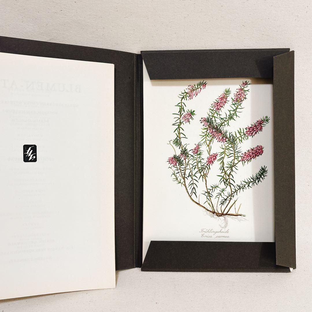 ⑥ 美しい植物画 15枚 1951年 BLUMEN Elsa Felsko