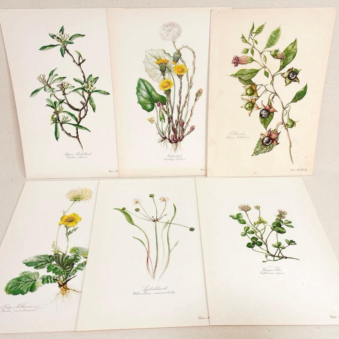 ⑥ 美しい植物画 15枚 1951年 BLUMEN Elsa Felsko