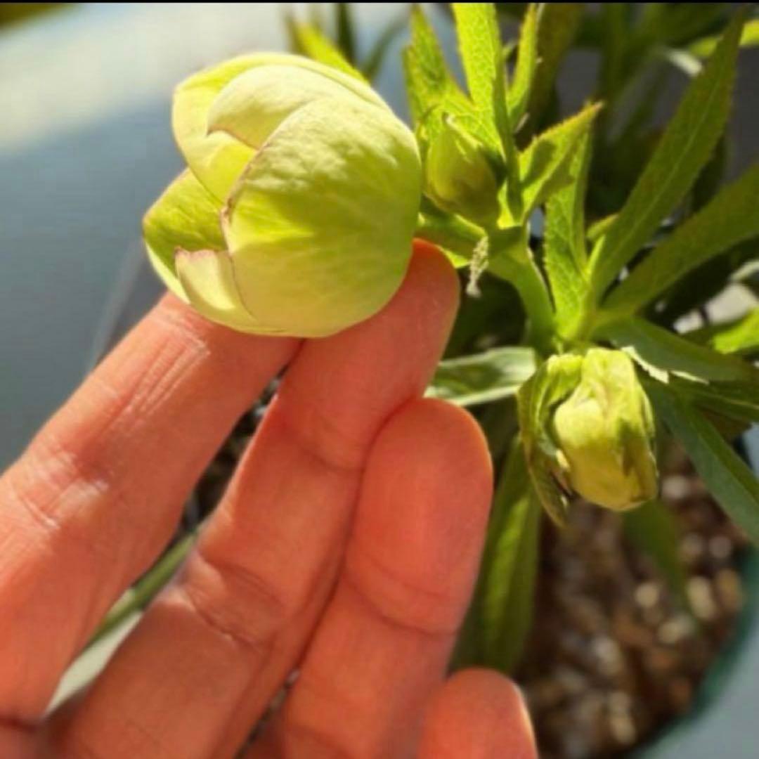 ◾︎ラスト1◾︎ 昨シーズン株分け ヘルツェゴビヌスhyb クリスマスローズ