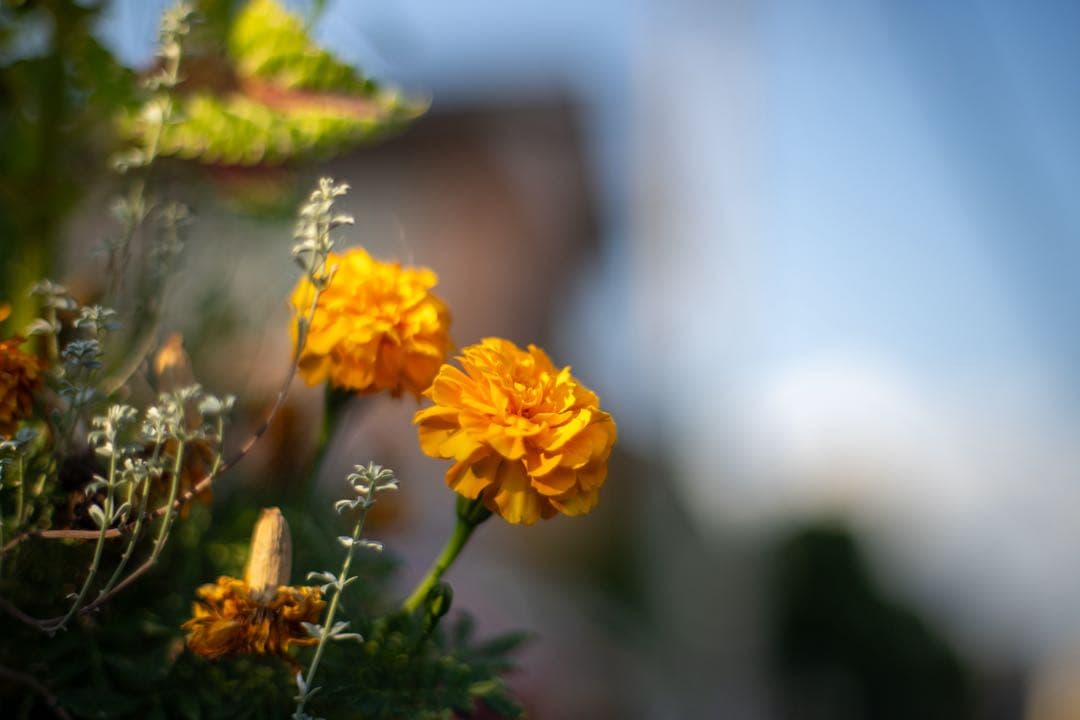 Carl Zeiss Planar 1.4/50 レンズ