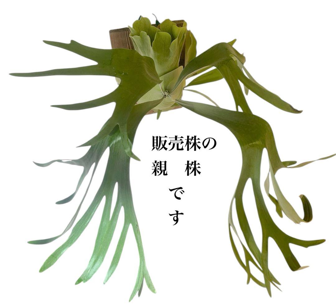ビカクシダP. Tonkla DW'Shine GloriaOCシャイングロリア