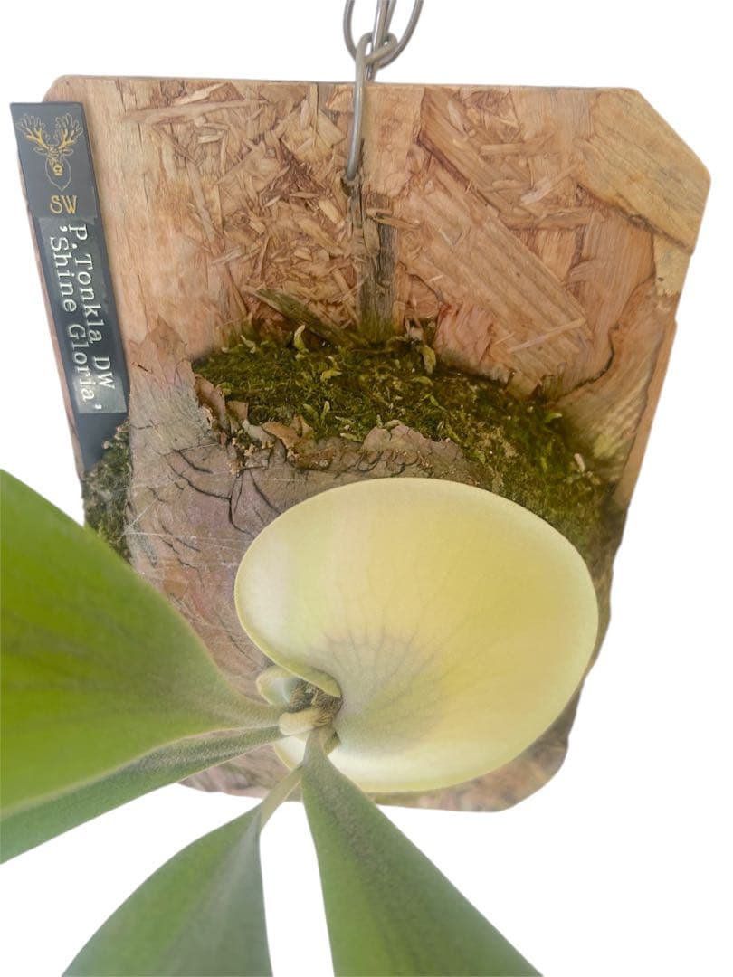 ビカクシダP. Tonkla DW'Shine GloriaOCシャイングロリア