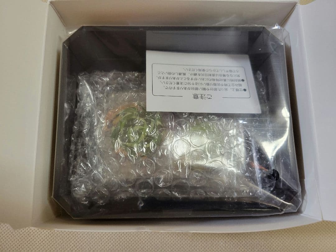 鬼滅の刃　不死川実弥　誕生祭 2024　立体アクリルスタンド　実弥　アクスタ