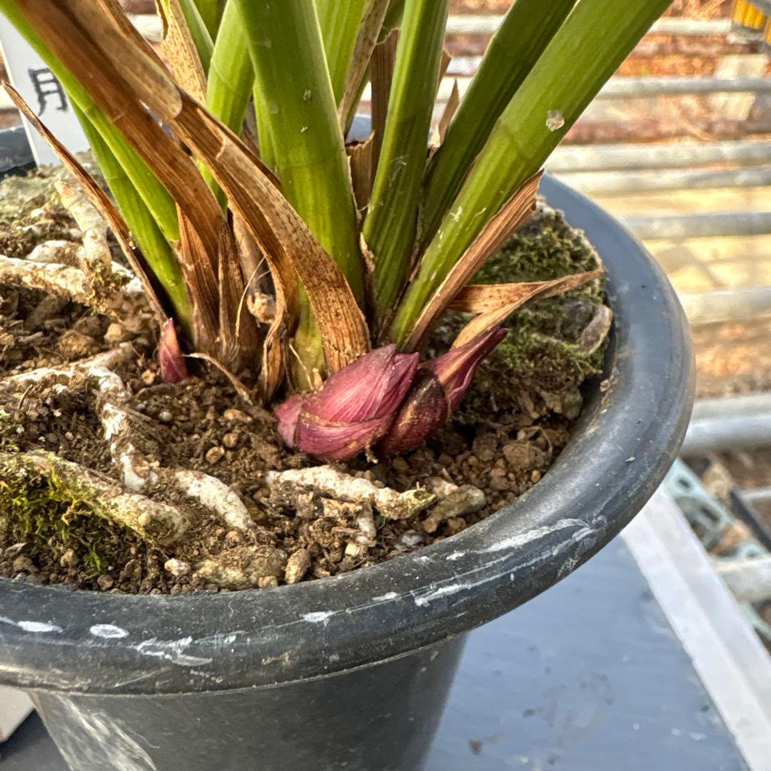 キンリョウヘン原種　日月　花芽5付