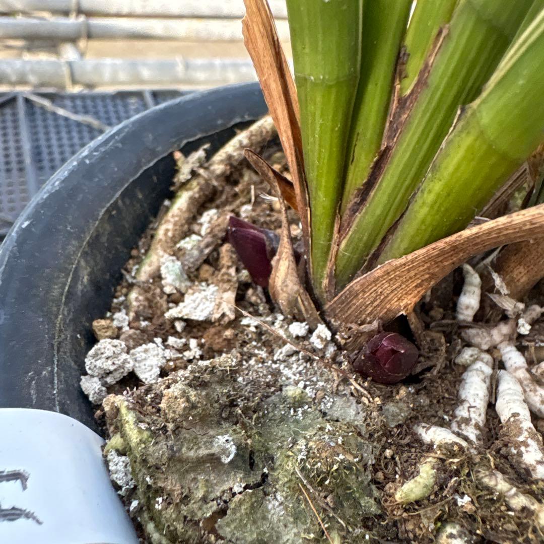 キンリョウヘン原種　日月　花芽5付