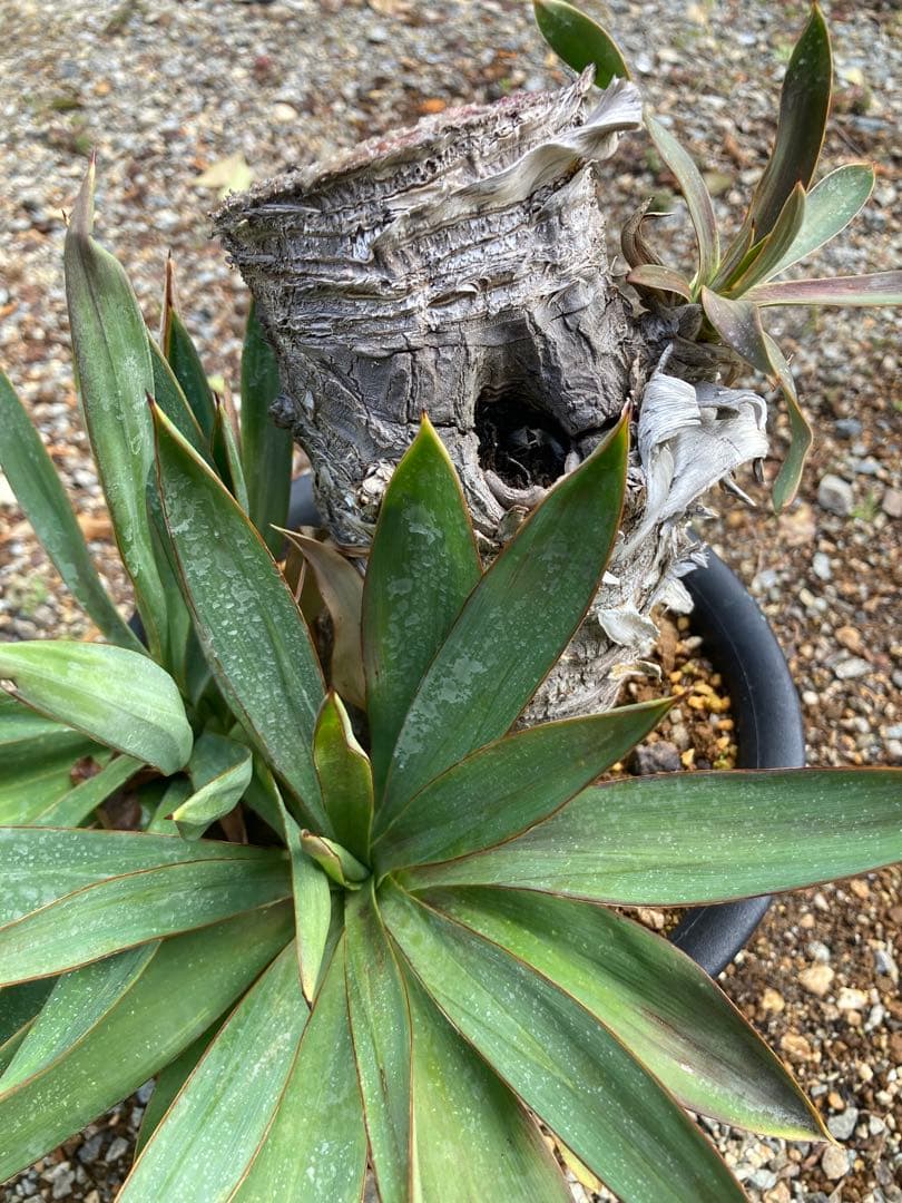 ユッカ　グロリオサ　3頭　完全屋外越冬株　6号