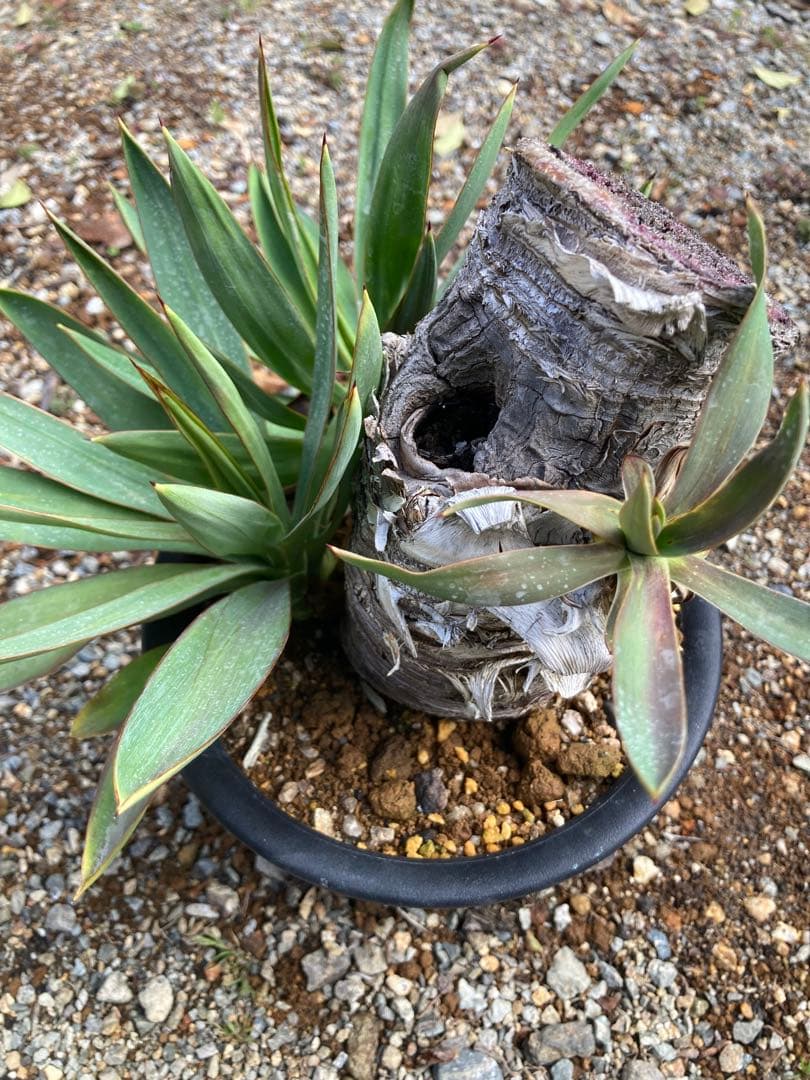 ユッカ　グロリオサ　3頭　完全屋外越冬株　6号