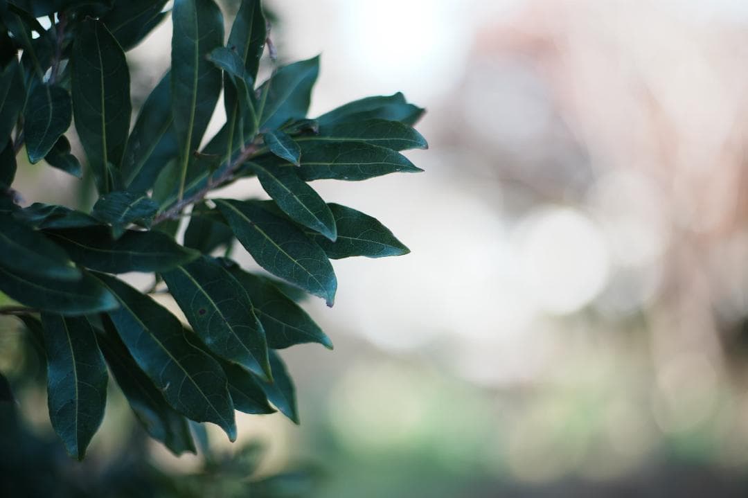 【整備＆テスト済】Nikkor-H Auto 85mm F1.8 787