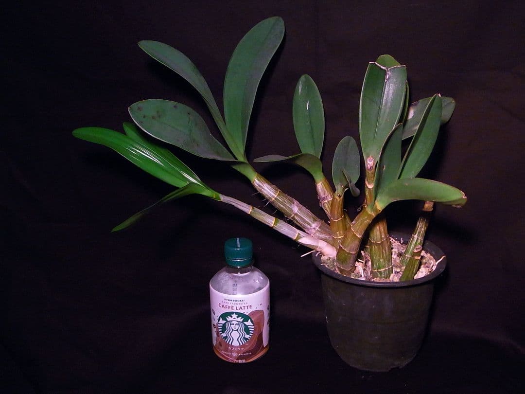 洋ラン 原種 デンドロビューム タイミンセッコク Den. speciosum