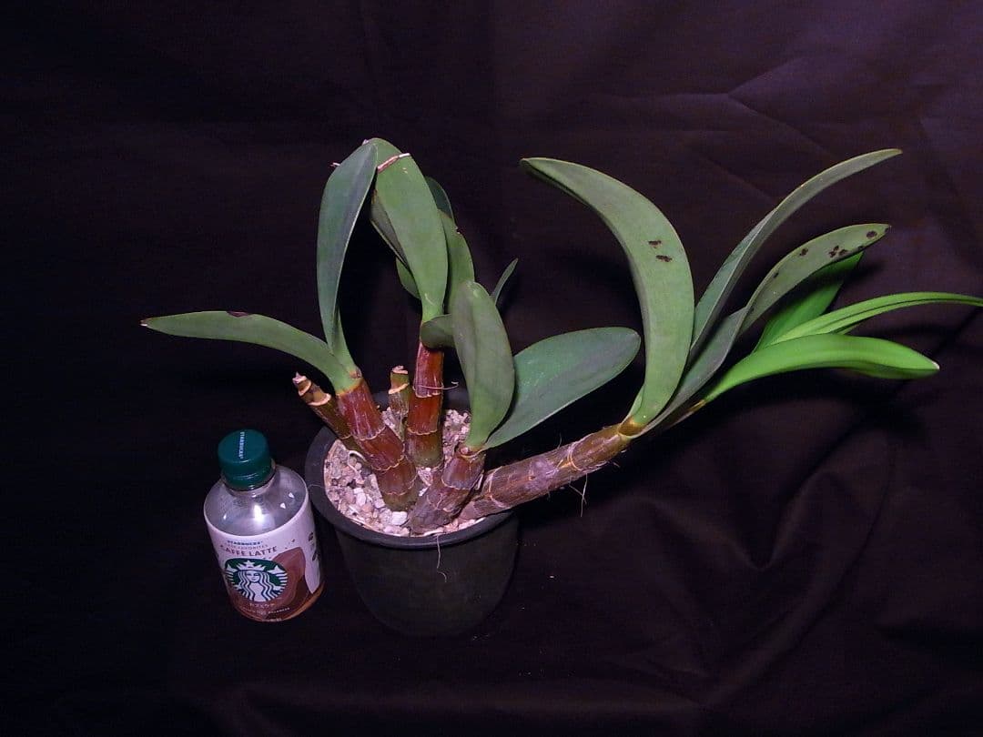 洋ラン 原種 デンドロビューム タイミンセッコク Den. speciosum